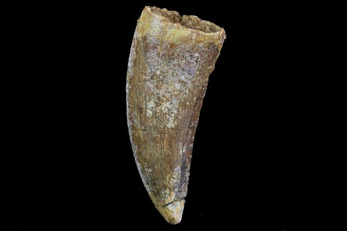 Bargain, Carcharodontosaurus Tooth - Real Dino Tooth #71188